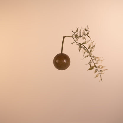 Wall Seed